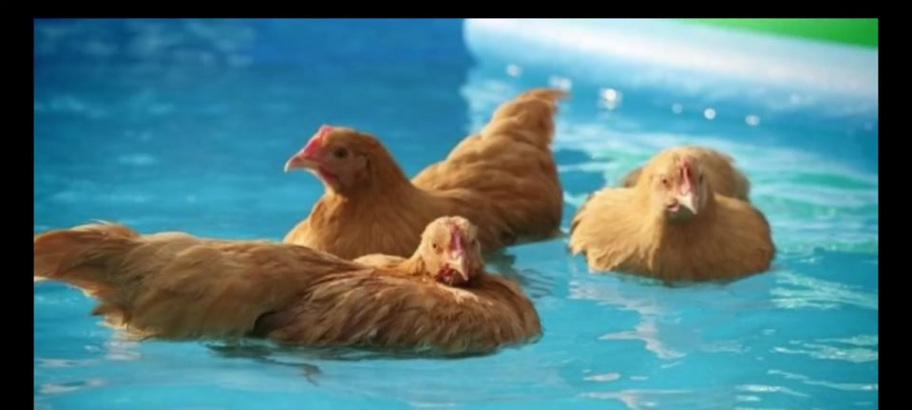 《以鸡不会飞游戏攻略》（成为顶级鸡王的秘密与技巧）(鸡 不会飞)