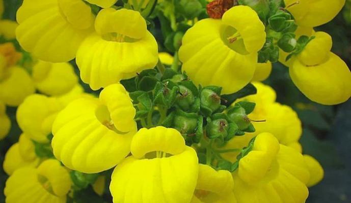 口袋植物合成植物方法技巧推荐（打造便携高效的小型植物世界）(口袋植物如何移到花园)